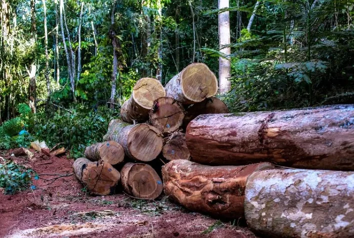 Madeira da Amazônia suspeita chega à Europa e expõe falhas na certificação florestal