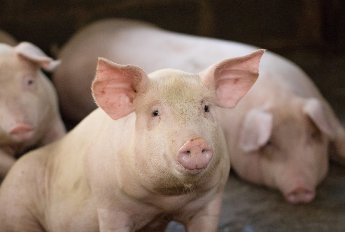 Manejo alimentar na suinocultura é crucial para crescimento e rentabilidade