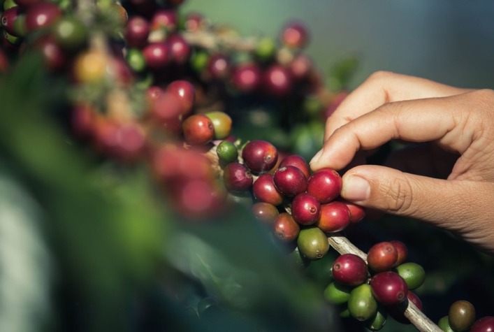 Manejo nutricional estratégico melhora qualidade e resiliência do café no Brasil