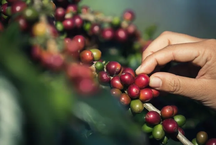Manejo nutricional estratégico melhora qualidade e resiliência do café no Brasil