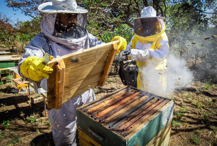 Meliponicultura se destaca no Rio Grande do Sul e valoriza abelhas sem ferrão