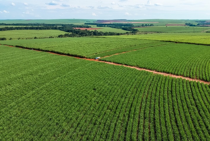 Mercado de biológicos para cana cresce 34% e alcança R$ 743 milhões no Brasil