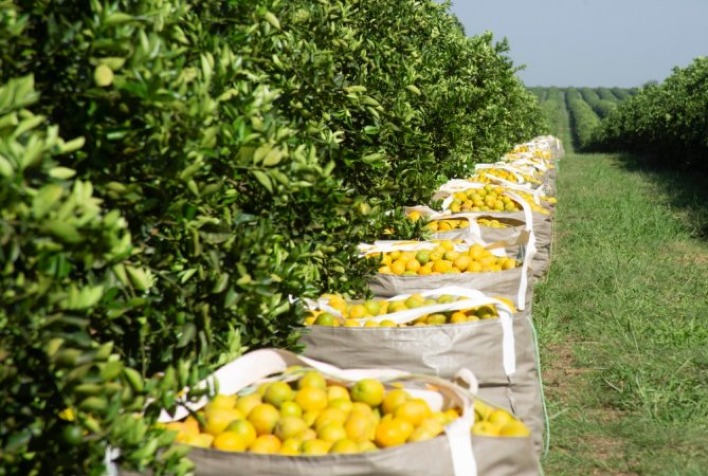Mercado de laranja avança em negociações, mas chuvas atrasam colheita em SP