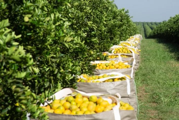 Mercado de laranja avança em negociações, mas chuvas atrasam colheita em SP