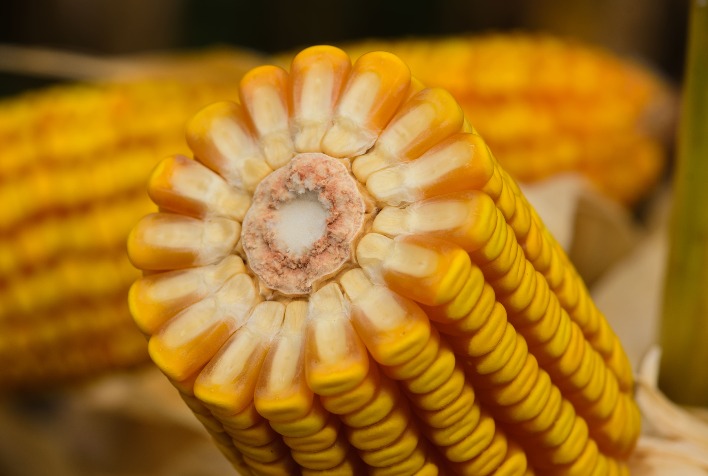Mercado de milho sofre com preços baixos devido à colheita da safrinha e cenário internacional desfavorável