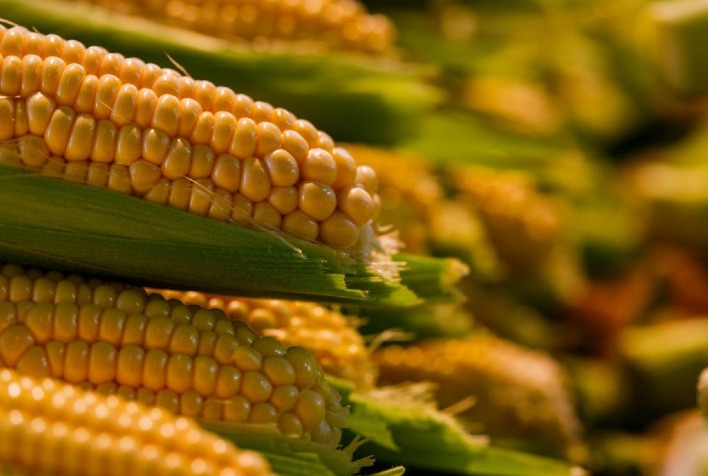 Milho cai em Chicago e B3 sob pressão de safra robusta nos EUA e América do Sul