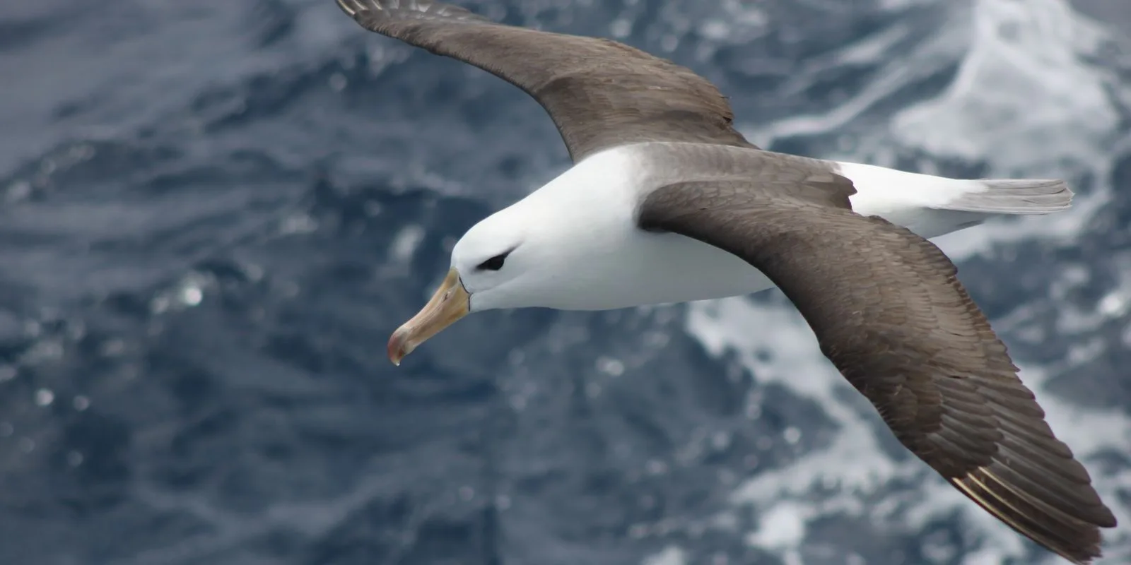 Mudanças na pesca em alto-mar são essenciais para salvar albatrozes ameaçados