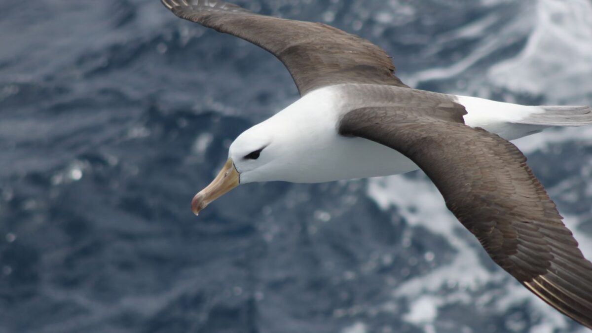 Mudanças na pesca em alto-mar são essenciais para salvar albatrozes ameaçados