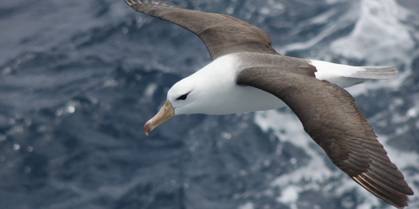 Mudanças na pesca em alto-mar são essenciais para salvar albatrozes ameaçados