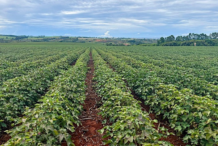 Plantio de algodão nos EUA atinge 91% da área prevista, mas clima preocupa no Texas