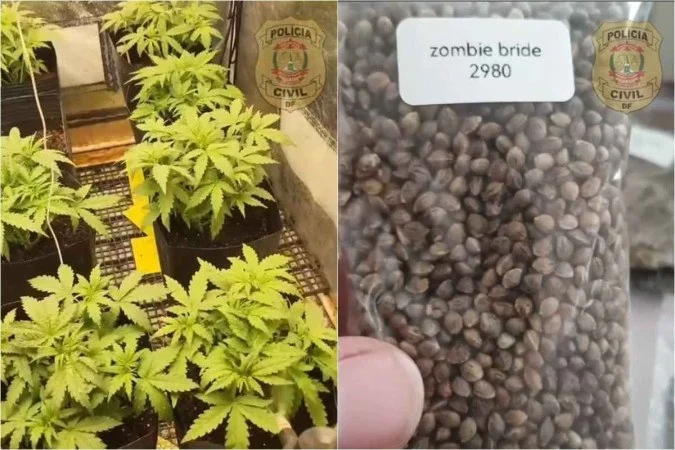 Polícia Civil do DF desmantela grupo que vendia sementes de cannabis para tráfico