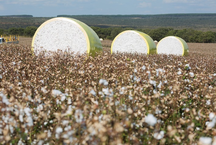 Preço do algodão cai no Brasil com demanda fraca; USDA projeta estoques globais menores