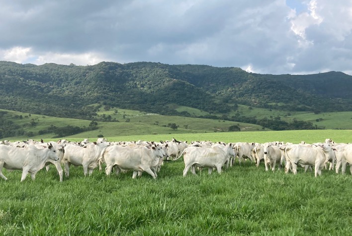 Preço do boi gordo cai no Brasil com pressão de frigoríficos e incertezas na China