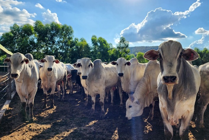 Preço do boi gordo sobe no Brasil com demanda aquecida e abates reduzidos