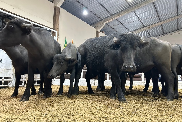 Preço do búfalo ultrapassa R$ 10/kg no Rio Grande do Sul e valoriza mercado pecuário