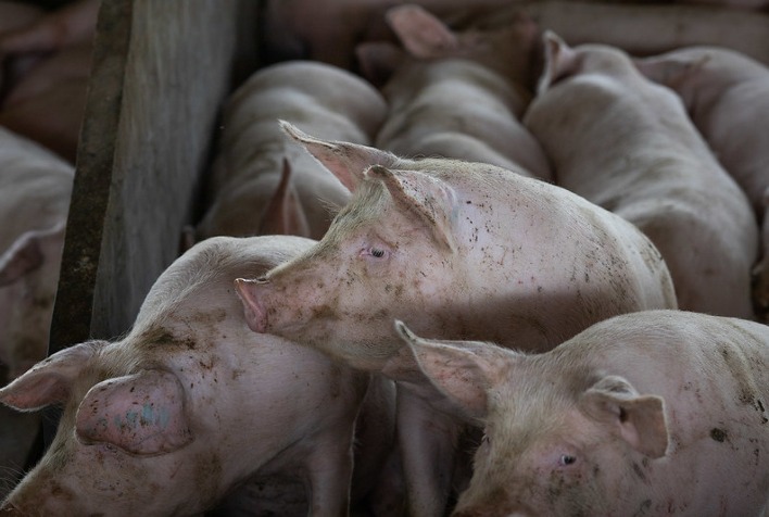 Preço do suíno vivo sobe após um mês e indica recuperação da demanda na indústria
