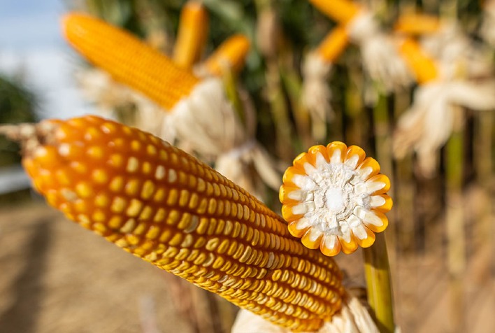 Preços do milho caem em Chicago e B3 enquanto mercado aguarda dados do USDA