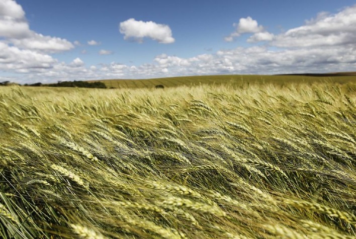 Preços do trigo variam no Sul do Brasil enquanto mercado internacional recua