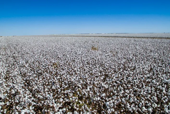 Produção de algodão na safra 2025/26 é revisada para quase 4 milhões de toneladas