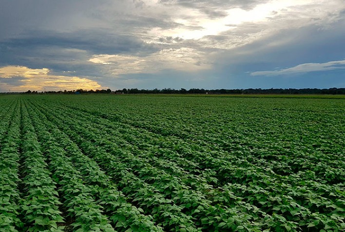 Produção de feijão no Rio Grande do Sul deve cair 37% em 2026, aponta Emater