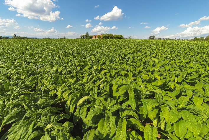 Produção de tabaco no Paraná atinge 213,7 mil toneladas na safra 2026, mas preços caem