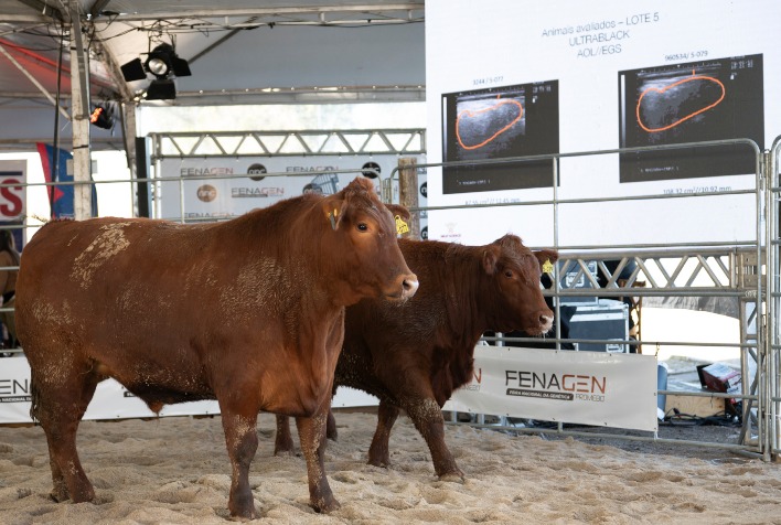 Produção de terneiros e melhoramento genético em foco na Fenagen 2026 no RS