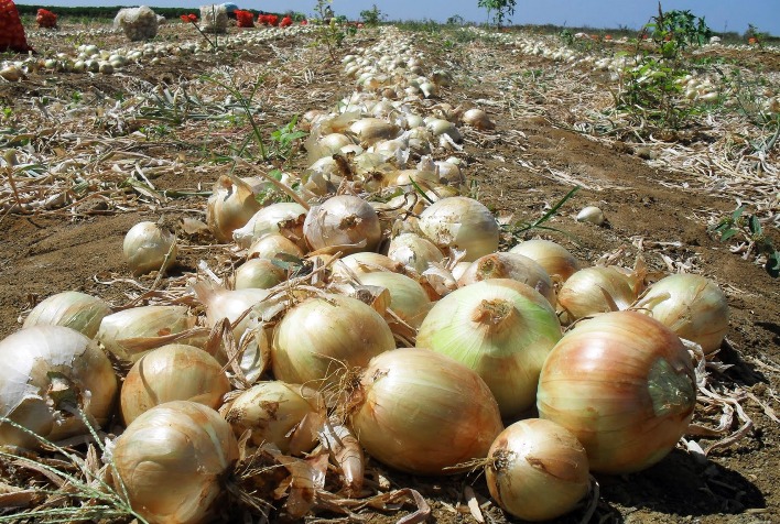 Produtores de tomate e cebola enfrentam crise de liquidez e sustentabilidade financeira