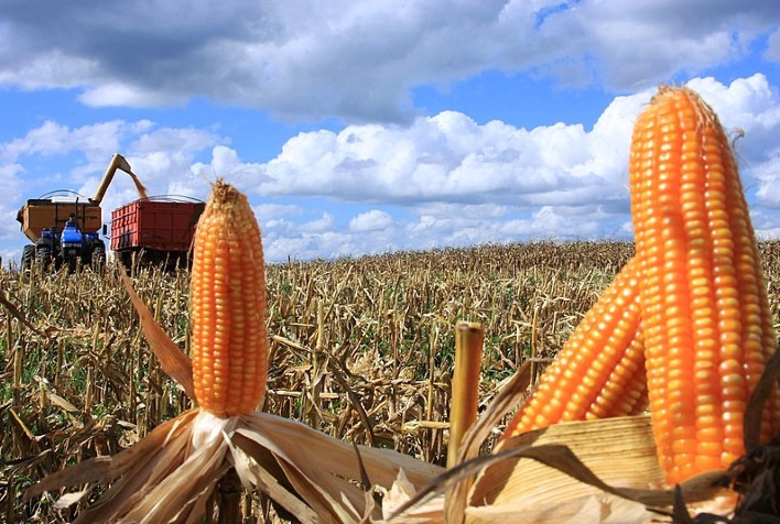 Produtores gaúchos finalizam colheita do milho e planejam nova safra com El Niño em vista