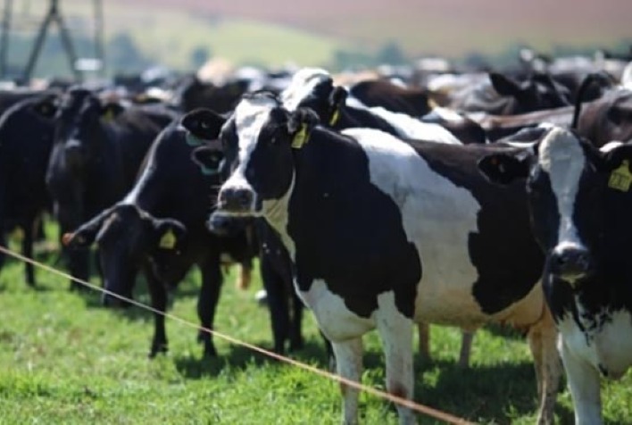 Programa GERAR Leite da Zoetis aumenta taxa de prenhez em vacas no Brasil