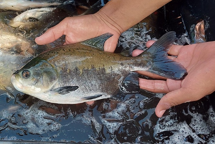 Protocolo inédito da Embrapa mapeia risco de contaminação em viveiros de peixes no Brasil