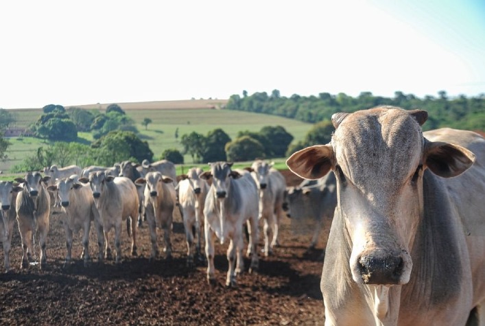 Reino Unido intensifica restrições à carne brasileira e setor agro reage