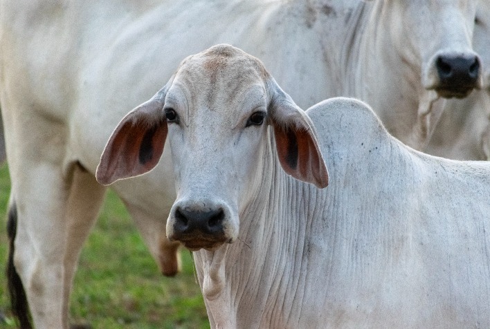 Reinserção de pecuaristas fortalece sustentabilidade e competitividade da carne bovina brasileira