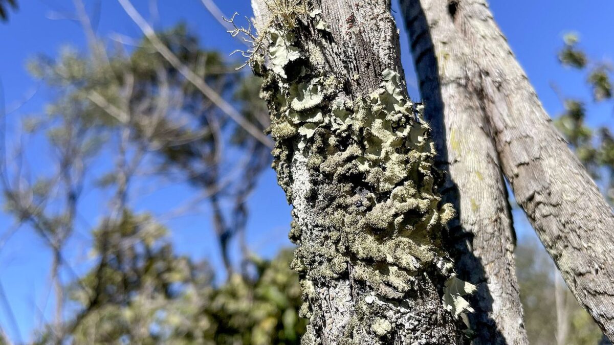 Reserva Ecológica do IBGE no DF é integrada ao Sistema Nacional de Unidades de Conservação