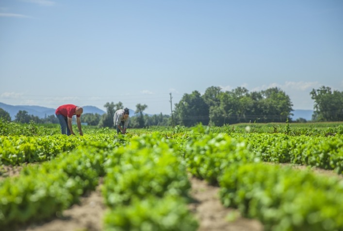Rio Grande do Sul recebe 1º Simpósio de Insumos Agrícolas Orgânicos em agosto