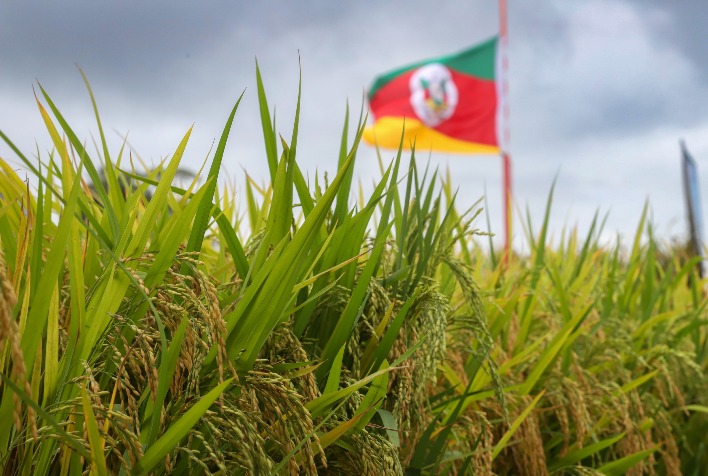 Safra de arroz no Rio Grande do Sul tem alta produtividade, mas preços caem