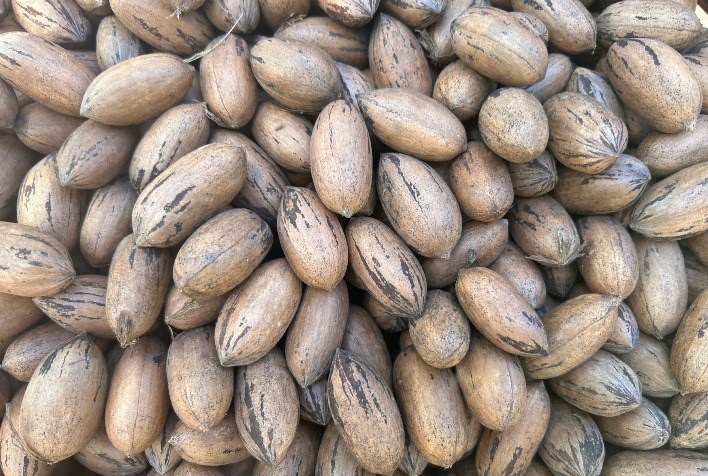 Safra de noz-pecã deve crescer para até 7 mil toneladas, mas preços permanecem estáveis, aponta IBPecan