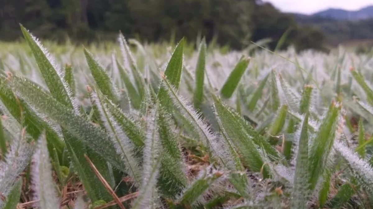 Santa Catarina registra geada e temperatura de 3,8°C no Vale do Itajaí