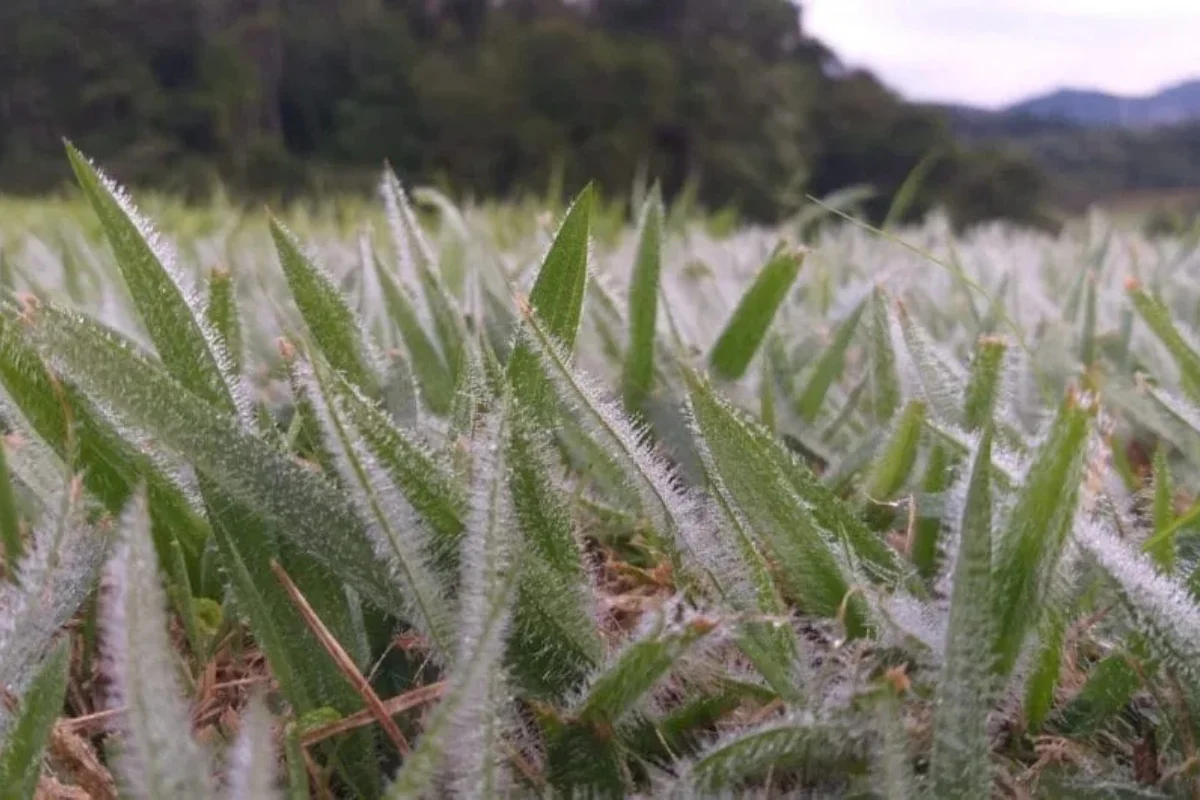 Santa Catarina registra geada e temperatura de 3,8°C no Vale do Itajaí