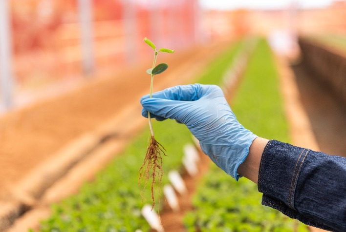 Sementes de alta tecnologia podem aumentar produtividade da soja em até 15%