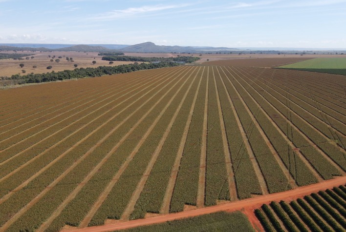 Sementes de sorgo se destacam no Brasil com foco em qualidade e manejo técnico