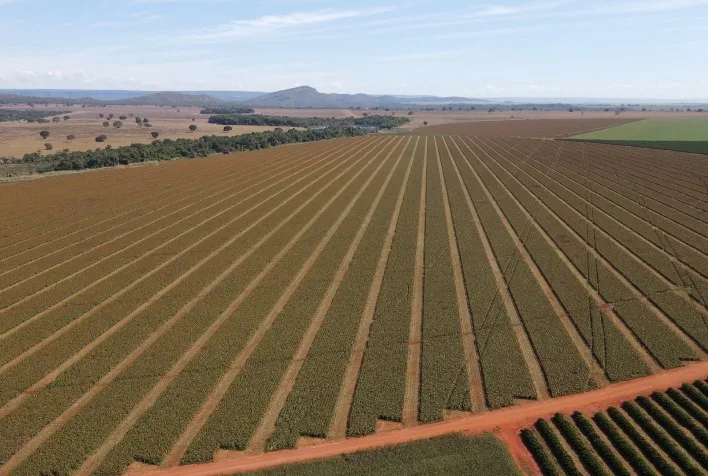 Sementes de sorgo se destacam no Brasil com foco em qualidade e manejo técnico