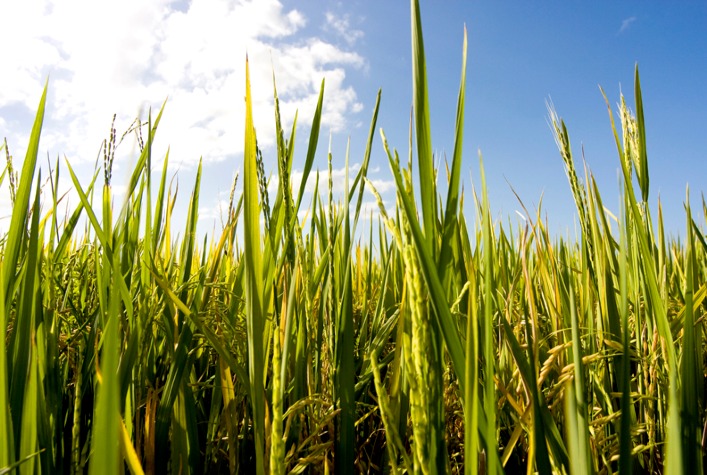 Setor do arroz no Rio Grande do Sul se une para enfrentar crise de preços e apoiar produtores