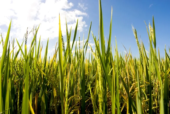 Setor do arroz no Rio Grande do Sul se une para enfrentar crise de preços e apoiar produtores