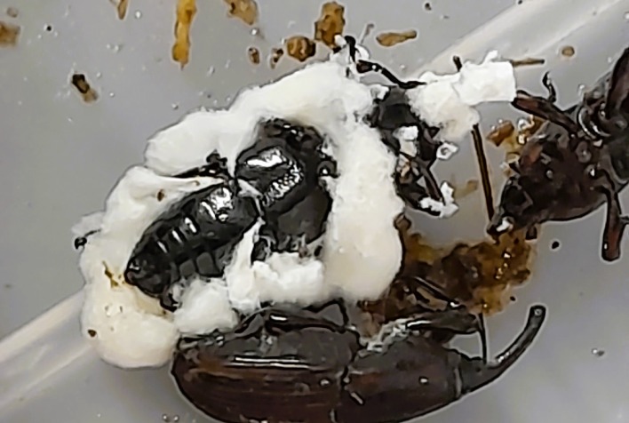 Sphenophorus levis compromete cana-de-açúcar e exige manejo integrado no Centro-Sul