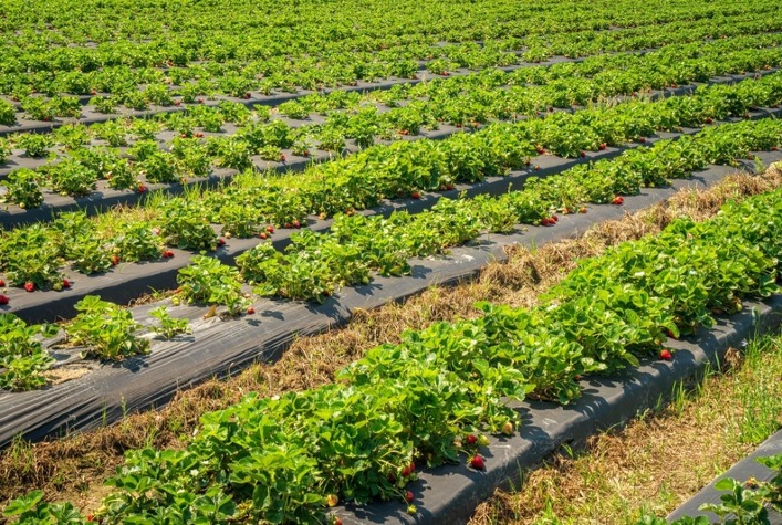 Tecnologia nutricional melhora qualidade e reduz perdas no setor hortifruti
