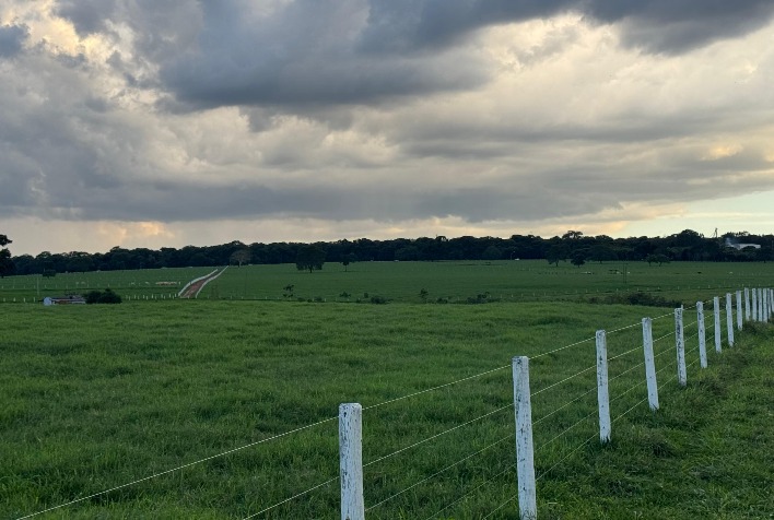Tifton 85 leva inovação do agro brasileiro ao Vale do Silício e destaca-se em produtividade e carbono