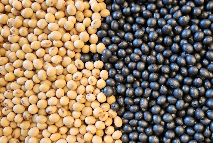 Tratamento de sementes é "seguro barato" e aumenta produtividade, diz Embrapa