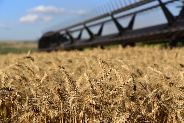 Trigo valoriza com oferta limitada enquanto vazio sanitário da soja exige planejamento em Mato Grosso