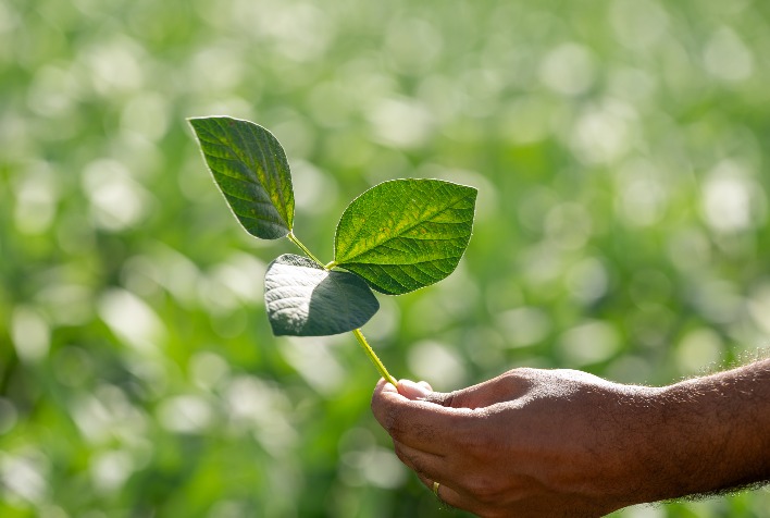 Vazio Sanitário da soja inicia em Mato Grosso e Aprosoja MT alerta sobre ferrugem asiática