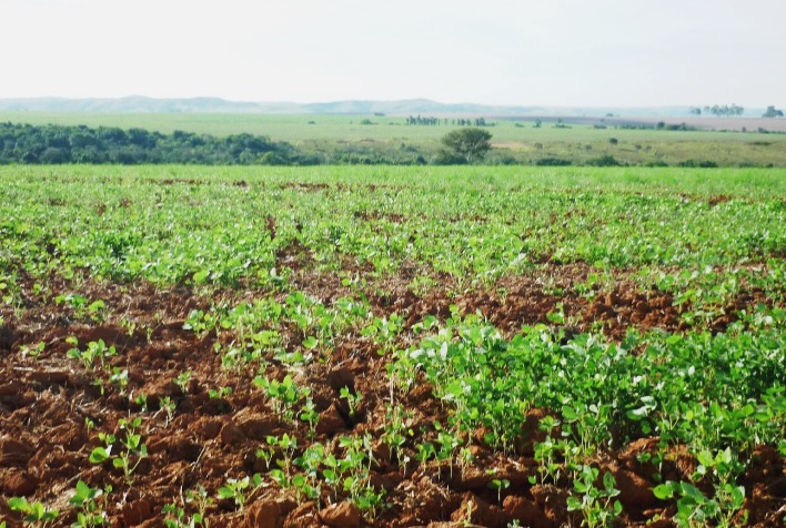 Vazio sanitário da soja em Mato Grosso impulsiona planejamento para safra 2026/27